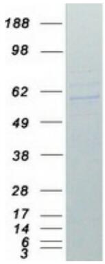 Coomassie blue staining of purified TRAF2 protein.